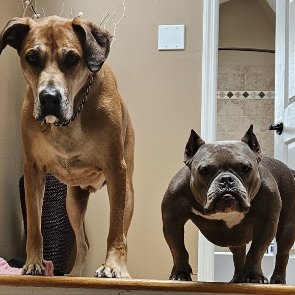 Meet your Posher, Amy - Picture 1 of 3